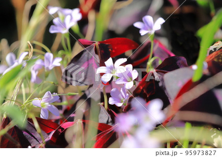 オキザリス・トライアングラリス(紫の舞) オキザリス・トライアングラリス(紫の舞) 95973827