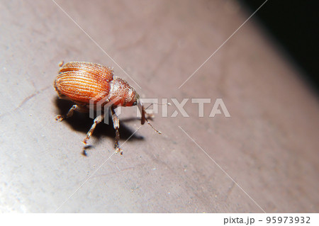 チャイイロアカサルゾウムシ チャイイロアカサルゾウムシ 95973932