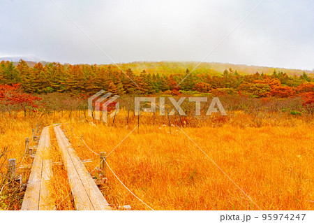 沼ッ原湿原 95974247