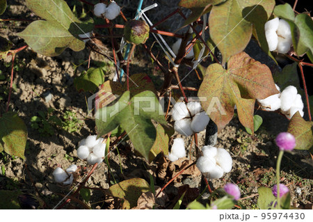 秋に実った種子を包む白いフカフカの綿毛 95974430