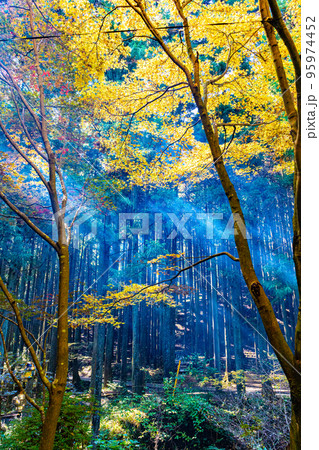 森の木漏れ日 95974452