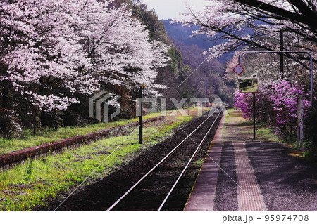 美しい桜並木が続く線路 美しい桜並木が続く線路 95974708