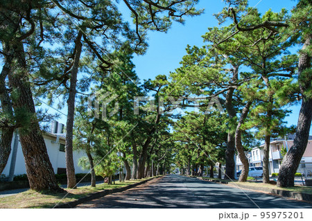 松並木 旧東海道松並木の写真素材 [95975201] - PIXTA