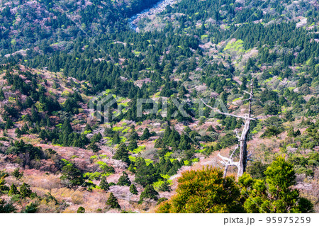 山桜と新録 屋久島国立公園 太鼓岩から(春 山桜と新録 屋久島国立公園 太鼓岩から(春 95975259