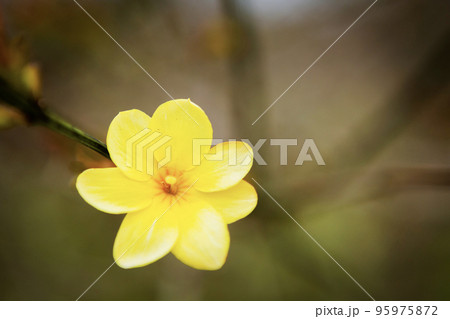 黄梅の花のクローズアップ 黄梅の花のクローズアップ 95975872