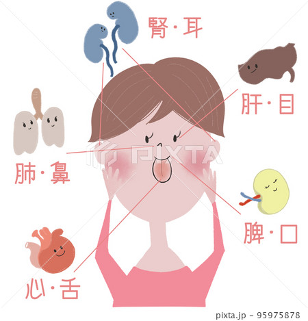 東洋医学の五臓と五官(感覚器)の関係を表したイラスト 95975878