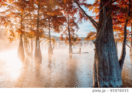 Woman relaxing on paddle board at the lake with morning fog, sun and autumnal Taxodium trees 95976035