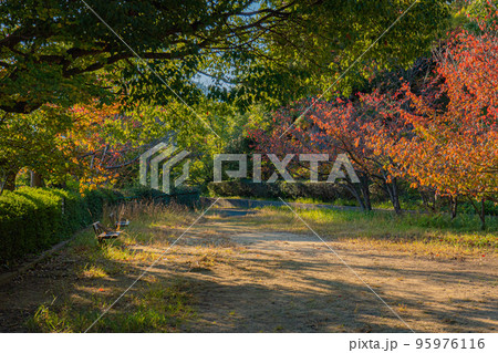 秋を感じさせる公園 秋を感じさせる公園 95976116