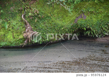 大出水の湧水 大出水の湧水 95976124
