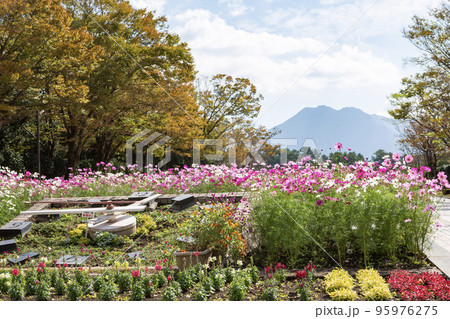 吉野公園と桜島 吉野公園と桜島 95976275