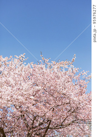 暖流桜 暖流桜 95976277