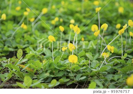 Pinto Peanut Lawn Ground cover plant Background and Texture. Yellow flowers field. Pinto Peanut Lawn Ground cover plant Background and Texture. Yellow flowers field. 95976757