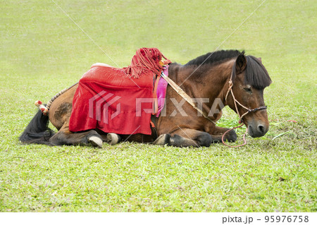 The miniature horse in a green grass field. 95976758