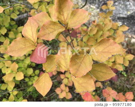 夏櫨の紅葉 草原／写真 95977180