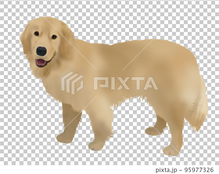 金毛獵犬 金毛獵犬 95977326