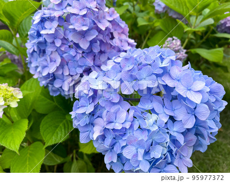 紫陽花 紫陽花 95977372