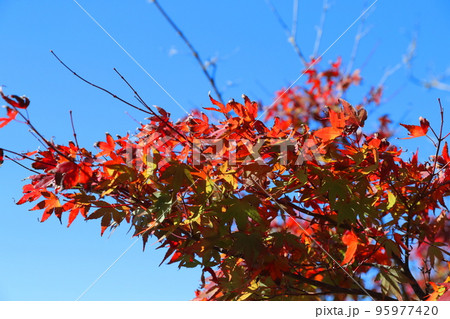 紅葉と青空 95977420