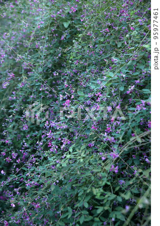 萩の花 萩の花 95977461