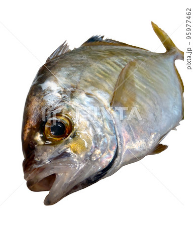 海水魚「カイワリ」の魚体を斜めから撮影。白バックに切り抜き済。 95977462
