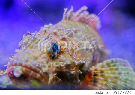 水槽内でおとなしくポーズを撮るケムシカジカ(トウベツカジカ)の魚体をマクロ接写写真。 水槽内でおとなしくポーズを撮るケムシカジカ(トウベツカジカ)の魚体をマクロ接写写真。 95977720