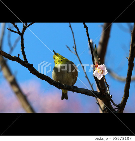 晩冬の晴天下、早咲きの梅花と一緒に野鳥「メジロ」が春を恋い焦がれる様子。 晩冬の晴天下、早咲きの梅花と一緒に野鳥「メジロ」が春を恋い焦がれる様子。 95978107