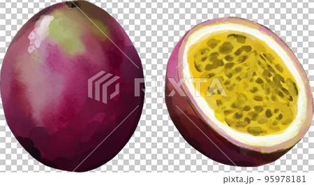 Watercolor style vector illustration set of passion fruit 95978181
