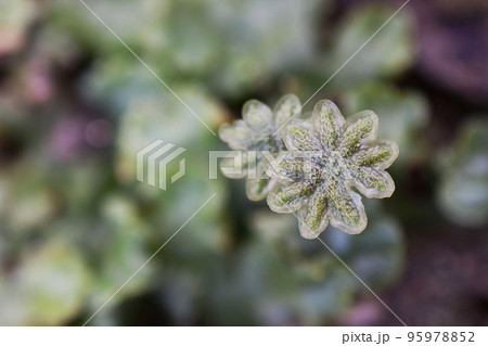 ゼニゴケ 95978852