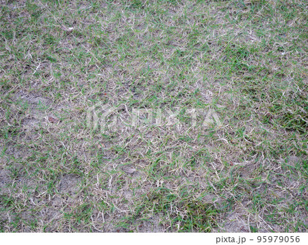芝・地面 95979056