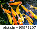 Japanese koi carp fish, a beautiful medium-sized colourful asian fishes swimming in clear freshwater pond background. 95979107