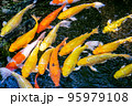 Japanese koi carp fish, a beautiful medium-sized colourful asian fishes swimming in clear freshwater pond background. 95979108