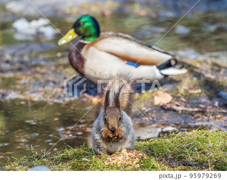 Squirrel in autumn or spring with nut on the green grass with fallen yellow leaves Squirrel in autumn or spring with nut on the green grass with fallen yellow leaves 95979269