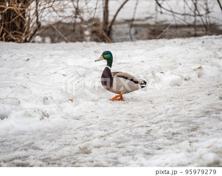 Male duck sits on the white snow 95979279