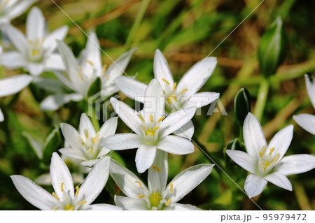 春たけなわ一斉に開花したオオアマナ(大甘菜) 春たけなわ一斉に開花したオオアマナ(大甘菜) 95979472