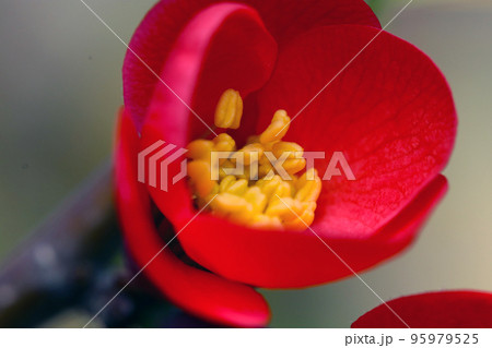 ひっそりと風情ある咲き始めの姿の赤いボケの花をマクロ接写。 95979525