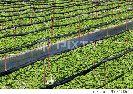 安曇野 秋の大王わさび農場 安曇野 秋の大王わさび農場 95979866