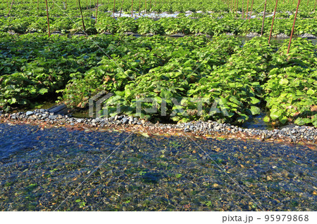 安曇野 秋の大王わさび農場 安曇野 秋の大王わさび農場 95979868