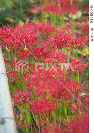 お彼岸に咲く曼珠沙華(彼岸花) お彼岸に咲く曼珠沙華(彼岸花) 95980046