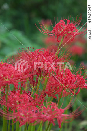 お彼岸に咲く曼珠沙華(彼岸花) お彼岸に咲く曼珠沙華(彼岸花) 95980048