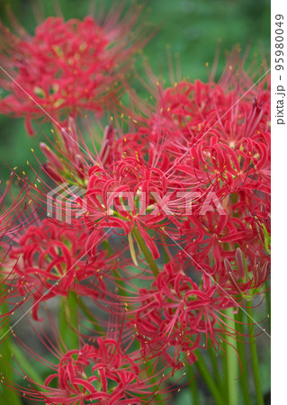お彼岸に咲く曼珠沙華(彼岸花) お彼岸に咲く曼珠沙華(彼岸花) 95980049