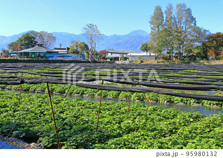 安曇野 秋の大王わさび農場 安曇野 秋の大王わさび農場 95980132