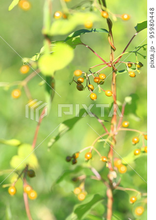 ヘクソカズラ（屁糞葛）の実 95980448