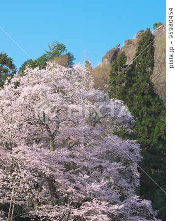 駒桜と亀の子岩(2021年) 駒桜と亀の子岩(2021年) 95980454