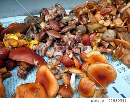 富士山で採れた秋のキノコ Harvested Mushrooms from Mt.Fuji Fore 95980551