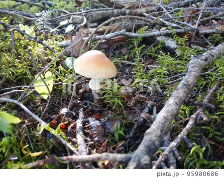 富士山の森に生えたショウゲンジ Shougenji Mushroom in Fuji Forest 95980686