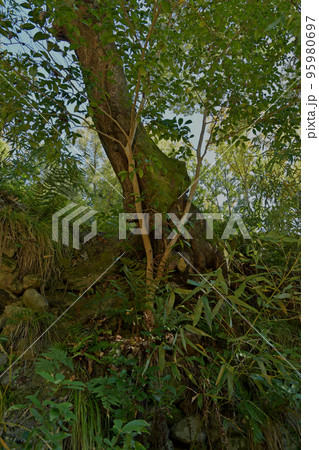 秋の芥川山城跡三好山の木々 秋の芥川山城跡三好山の木々 95980697