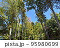 秋の芥川山城跡三好山の木々 95980699