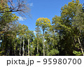 秋の芥川山城跡三好山の木々 95980700
