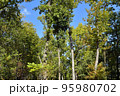 秋の芥川山城跡三好山の木々 95980702