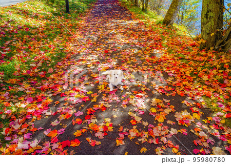 女神湖の紅葉と散歩 95980780