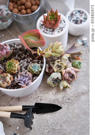 Group of Echeveria and Pachyveria opalina Succulent rooted cutting Plants on concrete table ready for planting Group of Echeveria and Pachyveria opalina Succulent rooted cutting Plants on concrete table ready for planting 95980975